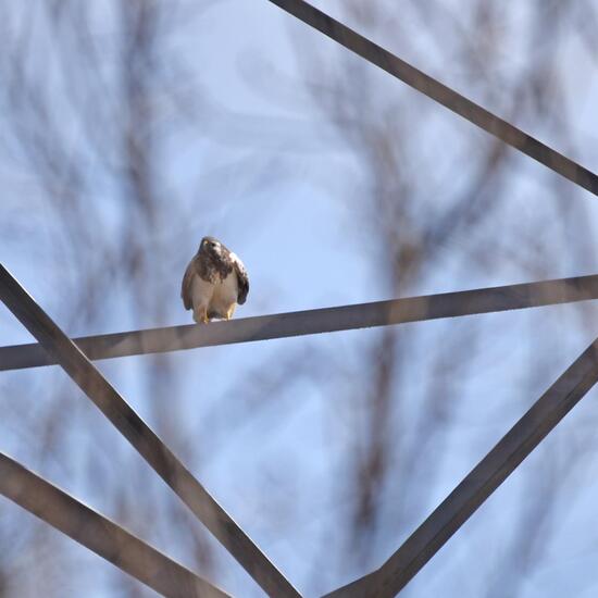 Mäusebussard: Tier in der Natur in der NatureSpots App