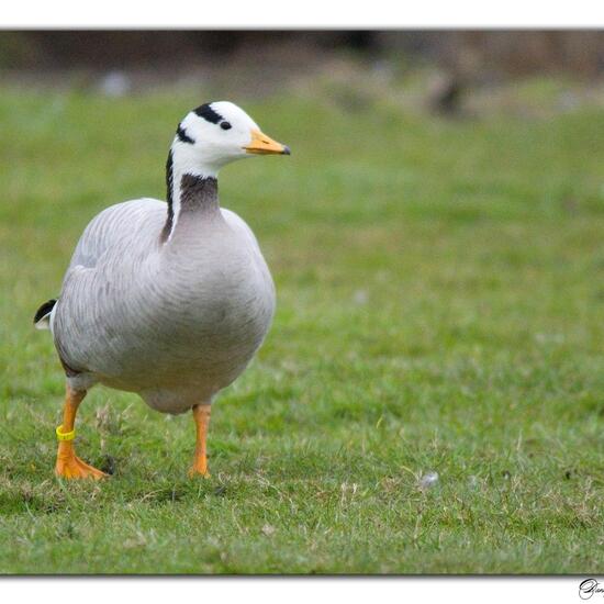 Bar-headed Goose: Animal in habitat Backyard in the NatureSpots App