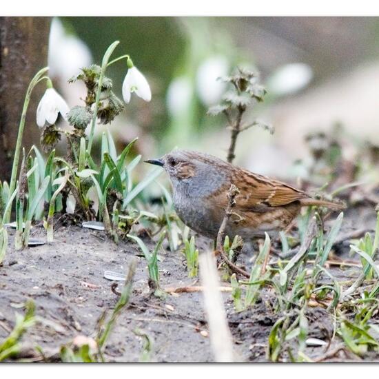 Dunnock: Animal in habitat Garden in the NatureSpots App