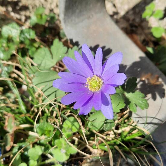 Balkan-Windröschen: Pflanze im Habitat Garten in der NatureSpots App