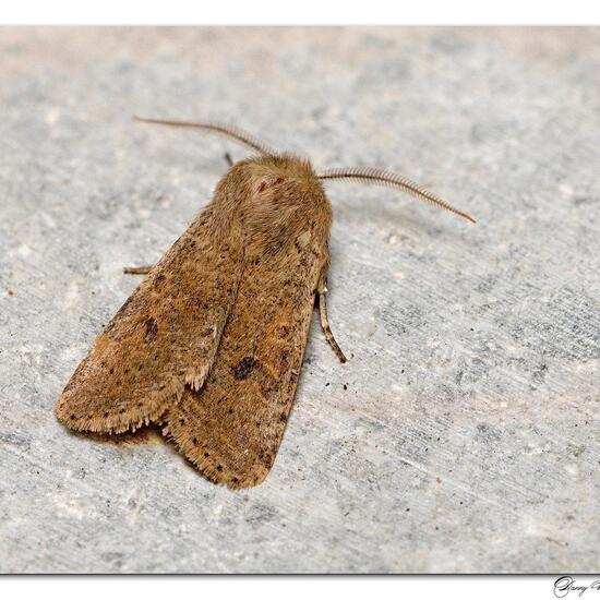 Orthosia cruda: Animal in nature in the NatureSpots App