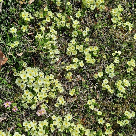 Stängellose Schlüsselblume: Pflanze in der Natur in der NatureSpots App