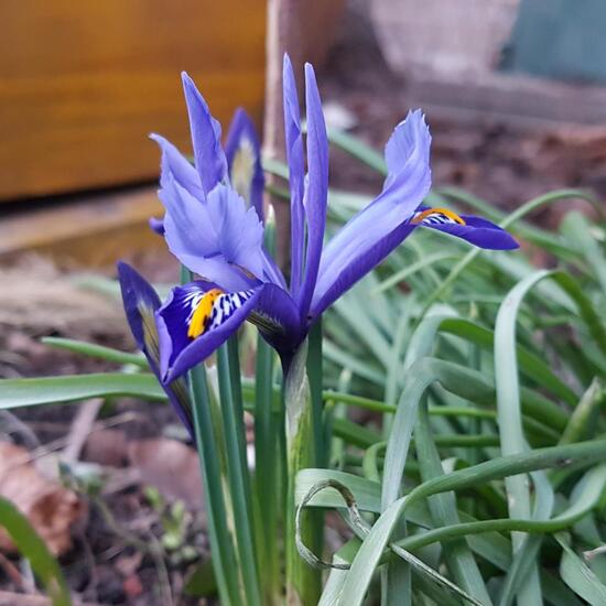 Iris spuria: Plant in habitat Guerilla gardening in the NatureSpots App