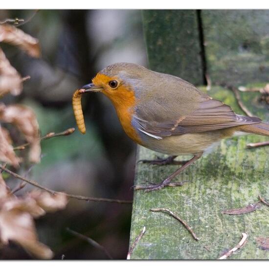 Rotkehlchen: Tier in der Natur in der NatureSpots App