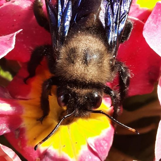 Xylocopa violacea: Tier im Habitat Garten in der NatureSpots App