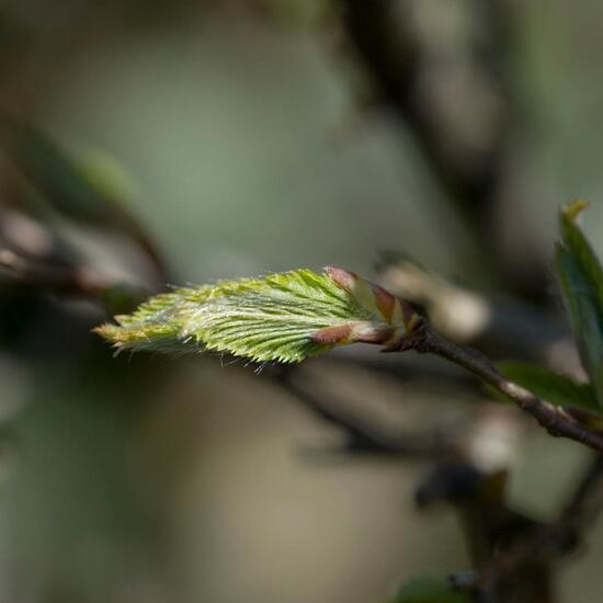 Hainbuche: Pflanze im Habitat Garten in der NatureSpots App