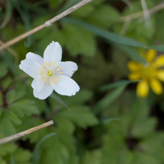 Wood Anemone: Plant in habitat Road or Transportation in the NatureSpots App