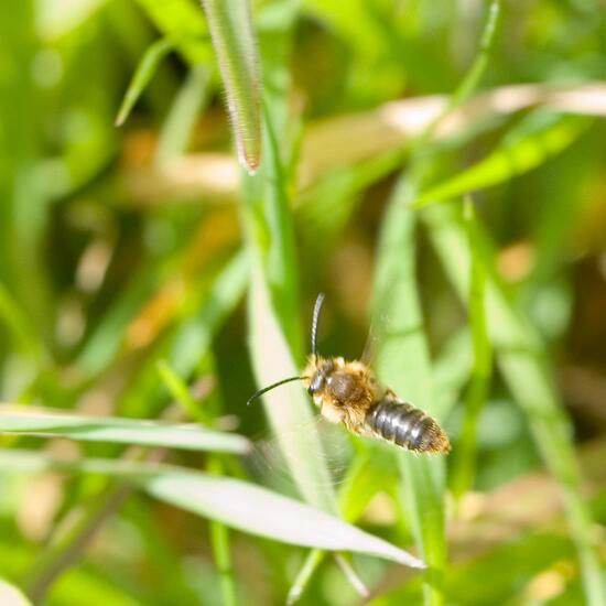 Rotschopfige Sandbiene: Tier im Habitat Strasse/Verkehr in der NatureSpots App