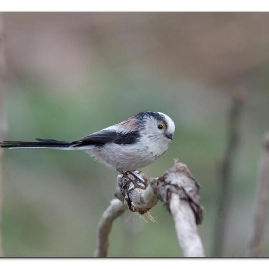 Aegithalos caudatus: Animal in habitat Boreal forest in the NatureSpots App