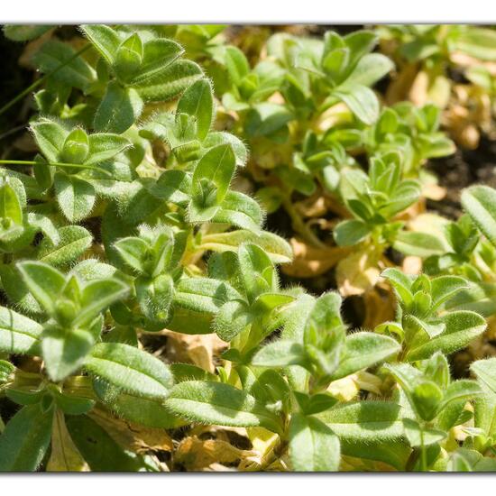 Cerastium glomeratum: Plant in habitat Road or Transportation in the NatureSpots App