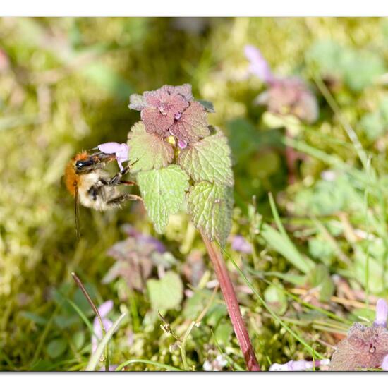 Bombus pascuorum: Animal in habitat Road or Transportation in the NatureSpots App