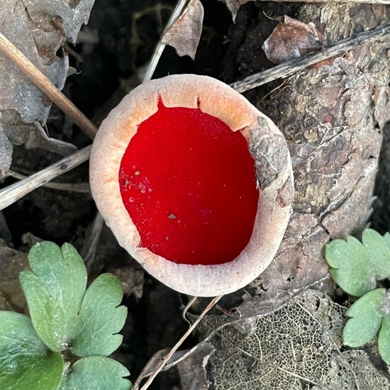 Sarcoscypha coccinea: Mushroom in habitat Temperate forest in the NatureSpots App