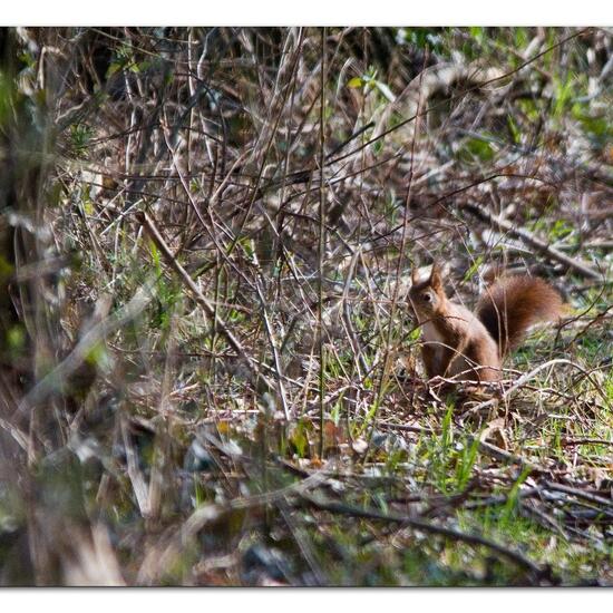 Eurasisches Eichhörnchen: Tier im Habitat Wald in der NatureSpots App