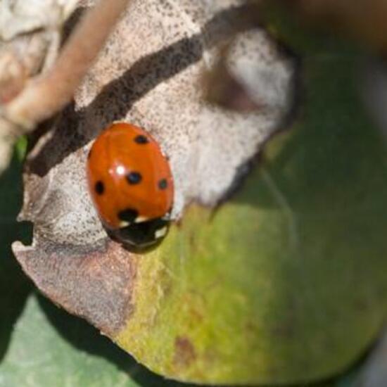 Coccinella septempunctata: Animal in habitat Garden in the NatureSpots App