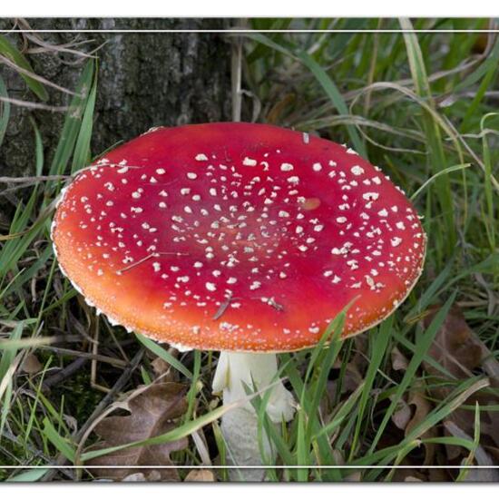 Agaricus muscarius: Mushroom in habitat Agricultural meadow in the NatureSpots App