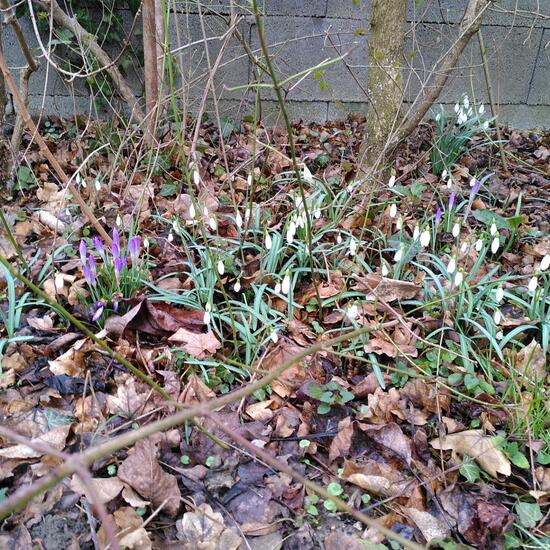 Schmalblättriges Schneeglöckchen: Pflanze im Habitat Garten in der NatureSpots App