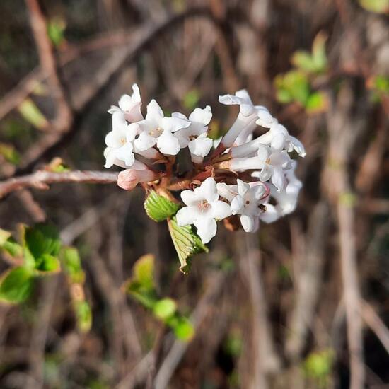 Viburnum farreri: Plant in nature in the NatureSpots App