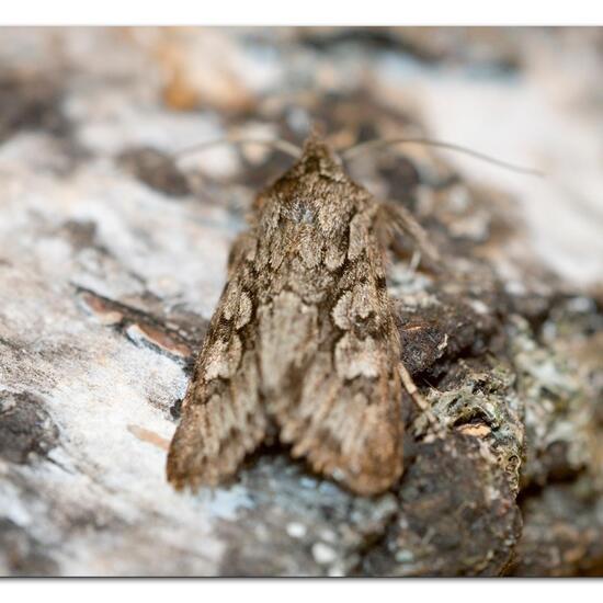 Xylocampa areola: Tier im Habitat Garten in der NatureSpots App