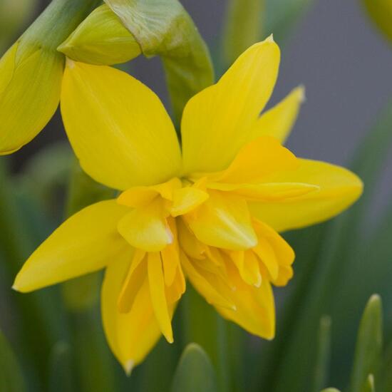 Narcissus cyclamineus: Plant in nature in the NatureSpots App