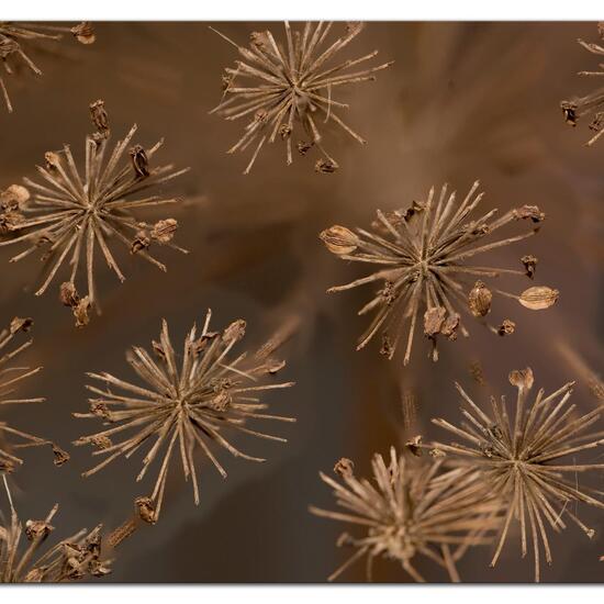 Heracleum sphondylium: Plant in habitat Agricultural meadow in the NatureSpots App