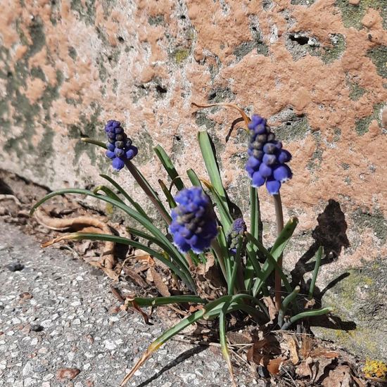 Weinbergs-Traubenhyazinthe: Pflanze in der Natur in der NatureSpots App