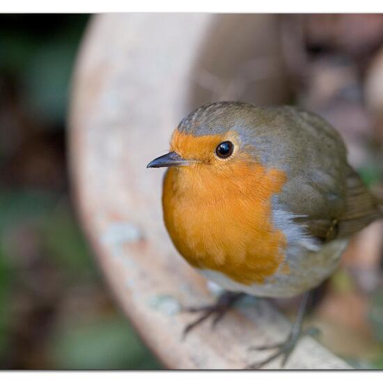 Rotkehlchen: Tier im Habitat Garten in der NatureSpots App