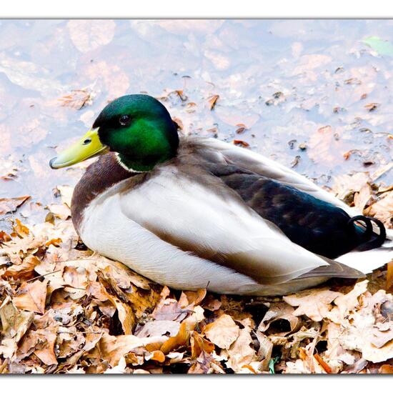 Mallard: Animal in habitat Park in the NatureSpots App