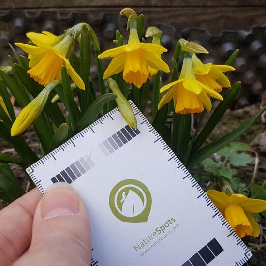 Narcissus: Plant in habitat Guerilla gardening in the NatureSpots App