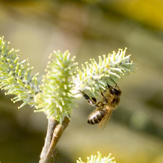 Westliche Honigbiene: Tier im Habitat Grasland und Büsche in der NatureSpots App