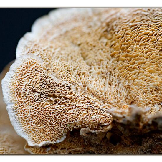 Trametes versicolor: Mushroom in nature in the NatureSpots App