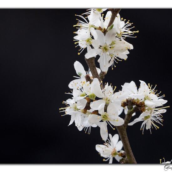 Prunus spinosa: Plant in habitat Road or Transportation in the NatureSpots App