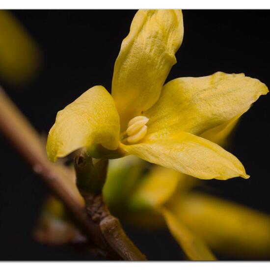 Forsythien: Pflanze im Habitat Strasse/Verkehr in der NatureSpots App