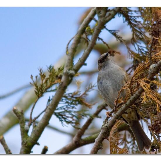 Dunnock: Animal in nature in the NatureSpots App