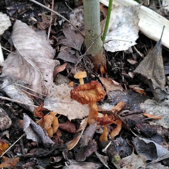 Tubaria furfuracea: Mushroom in habitat Riparian forest in the NatureSpots App