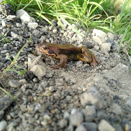 Wasserfrösche: Tier im Habitat Bach in der NatureSpots App