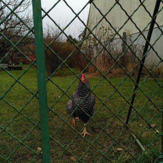 Gallus gallus domesticus: Tier im Habitat Garten in der NatureSpots App