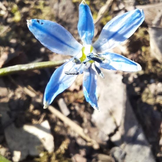 Traun-Blaustern: Pflanze in der Natur in der NatureSpots App