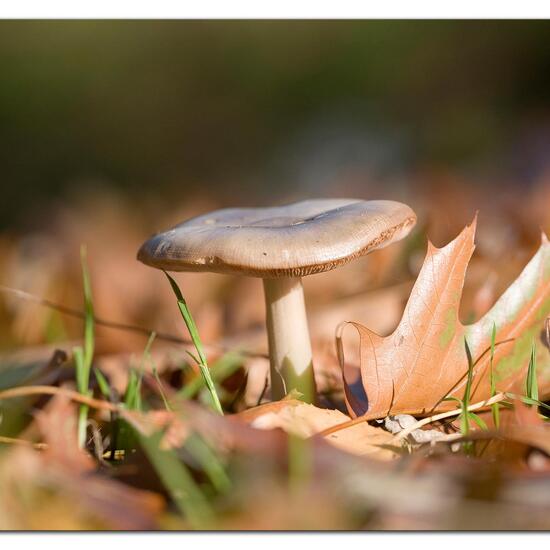 Unknown species: Mushroom in habitat Boreal forest in the NatureSpots App