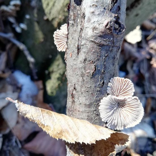 Eine unbekannte Art: Pilz im Habitat Wald der gemäßigten Breiten in der NatureSpots App