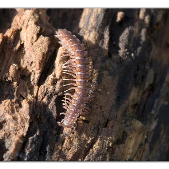 Polydesmidae: Tier im Habitat Grasland und Büsche in der NatureSpots App