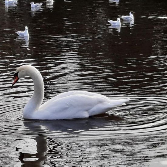 Cygnus: Tier in der Natur in der NatureSpots App