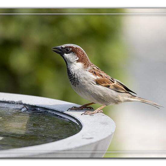 House Sparrow: Animal in habitat Garden in the NatureSpots App