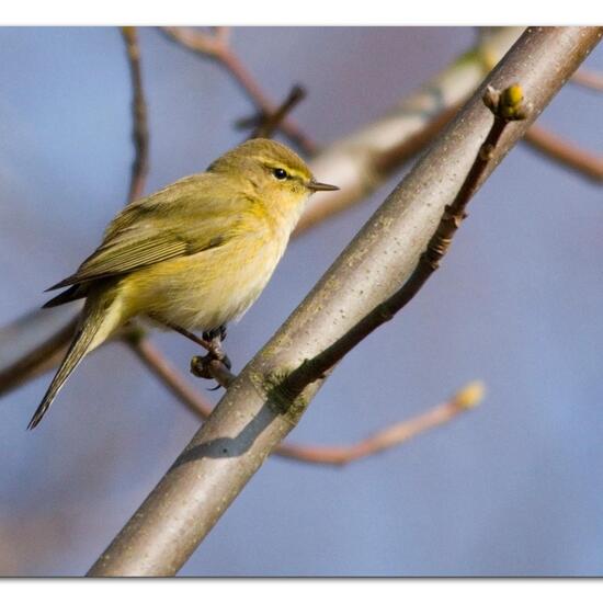 Common Chiffchaff: Animal in habitat Boreal forest in the NatureSpots App