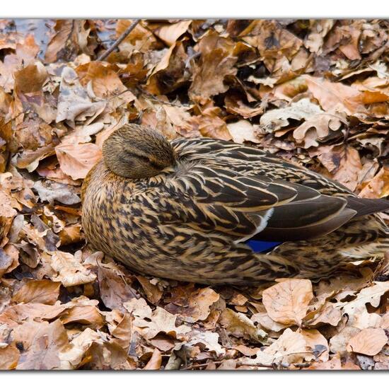 Mallard: Animal in habitat Park in the NatureSpots App