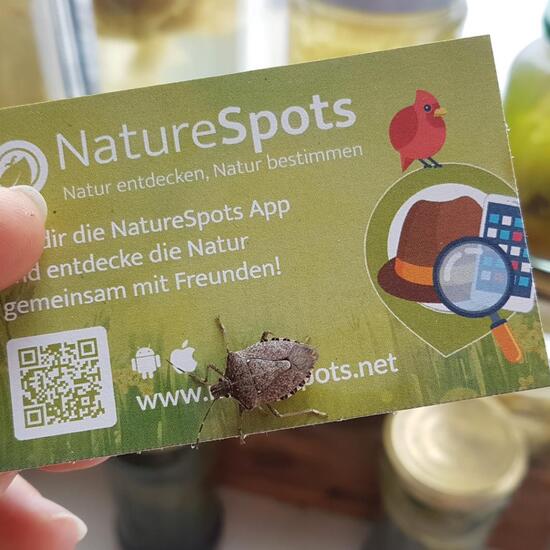 Brown marmorated stink bug: Animal in habitat Backyard in the NatureSpots App
