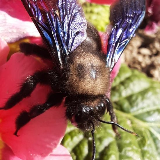 Xylocopa violacea: Tier in der Natur in der NatureSpots App