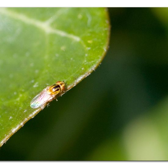 Thaumatomyia trifasciata: Tier im Habitat Garten in der NatureSpots App