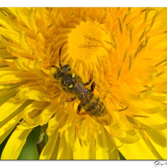 Nomada goodeniana: Animal in habitat Road or Transportation in the NatureSpots App