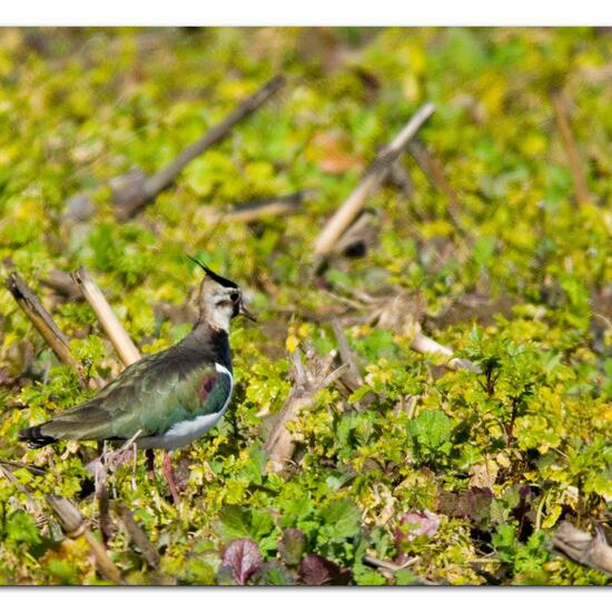 Northern Lapwing: Animal in habitat Crop cultivation in the NatureSpots App