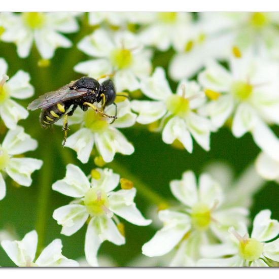 Oxybelus bipunctatus: Tier im Habitat Grasland und Büsche in der NatureSpots App